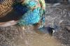 <img100*0:stuff/z/80010/mary%2527s%2520art/i1228068166_2.jpg>