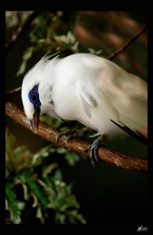 <img300*0:stuff/z/80010/mary%2527s%2520art/i1250080171_1.jpg>