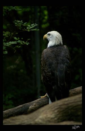 <img300*0:stuff/z/80010/mary%2527s%2520art/i1250080171_2.jpg>