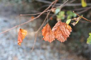 <img300*0:stuff/z/86156/A%2520Walk%2520in%2520October/i1288012955_4.jpg>