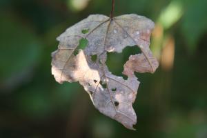 <img300*0:stuff/z/86156/A%2520Walk%2520in%2520October/i1288012956_6.jpg>