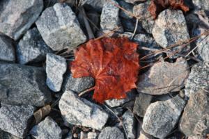 <img300*0:stuff/z/86156/A%2520Walk%2520in%2520October/i1288012956_8.jpg>