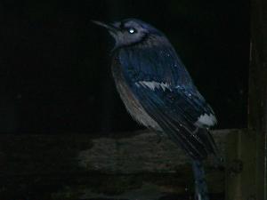<img300*0:stuff/z/89959/Dayah%2527s%2520up%2520loading%2520page/i1226073569_3.jpg>