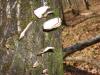 <img100*0:stuff/z/92105/5895/i1293347202_2.jpg>