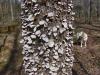 <img100*0:stuff/z/92105/5895/i1293349749_2.jpg>