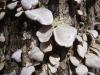<img100*0:stuff/z/92105/5895/i1293349749_3.jpg>