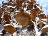 <img100*0:stuff/z/92105/5895/i1293349749_5.jpg>