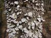 <img100*0:stuff/z/92105/5895/i1293349749_6.jpg>