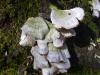 <img100*0:stuff/z/92105/5895/i1293349750_10.jpg>
