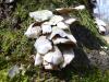 <img100*0:stuff/z/92105/5895/i1293349750_12.jpg>