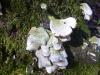 <img100*0:stuff/z/92105/5895/i1293349750_9.jpg>