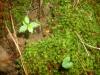 <img100*0:stuff/z/92105/5895/i1293435664_1.jpg>