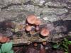 <img100*0:stuff/z/92105/5895/i1293435665_10.jpg>
