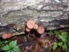 <img100*0:stuff/z/92105/5895/i1293435665_11.jpg>