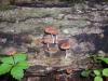 <img100*0:stuff/z/92105/5895/i1293435665_12.jpg>