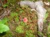 <img100*0:stuff/z/92105/5895/i1293435665_9.jpg>