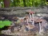 <img100*0:stuff/z/92105/5895/i1293435666_13.jpg>