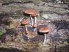 <img100*0:stuff/z/92105/5895/i1293435666_15.jpg>