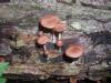 <img100*0:stuff/z/92105/5895/i1293435666_16.jpg>