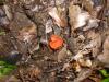 <img100*0:stuff/z/92105/5895/i1293442194_10.jpg>