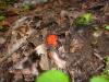 <img100*0:stuff/z/92105/5895/i1293442194_11.jpg>