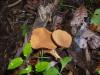<img100*0:stuff/z/92105/5895/i1293442194_6.jpg>