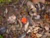 <img100*0:stuff/z/92105/5895/i1293442194_8.jpg>