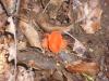 <img100*0:stuff/z/92105/5895/i1293442195_13.jpg>