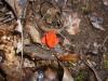<img100*0:stuff/z/92105/5895/i1293442195_14.jpg>