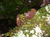 <img100*0:stuff/z/92105/5895/i1293474429_10.jpg>