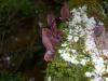 <img100*0:stuff/z/92105/5895/i1293474429_12.jpg>