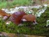 <img100*0:stuff/z/92105/5895/i1293474429_13.jpg>