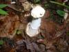 <img100*0:stuff/z/92105/5895/i1293474429_8.jpg>