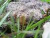 <img100*0:stuff/z/92105/5895/i1293476662_5.jpg>