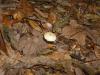 <img100*0:stuff/z/92105/5895/i1293476662_6.jpg>