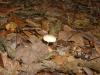 <img100*0:stuff/z/92105/5895/i1293476662_8.jpg>