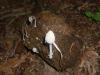 <img100*0:stuff/z/92105/5895/i1293476663_17.jpg>