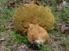 <img100*0:stuff/z/92105/5895/i1293478980_16.jpg>