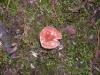<img100*0:stuff/z/92105/5895/i1293528129_1.jpg>