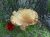 <img100*0:stuff/z/92105/5895/i1293528130_10.jpg>