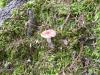 <img100*0:stuff/z/92105/5895/i1293528130_3.jpg>