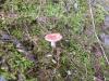 <img100*0:stuff/z/92105/5895/i1293528130_4.jpg>