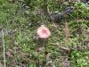 <img100*0:stuff/z/92105/5895/i1293528130_7.jpg>