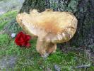 <img0*100:stuff/z/92105/5895/i1293528130_9.jpg>