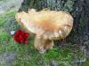 <img100*0:stuff/z/92105/5895/i1293528130_9.jpg>