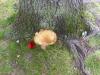 <img100*0:stuff/z/92105/5895/i1293528131_12.jpg>