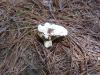 <img100*0:stuff/z/92105/5895/i1293528131_15.jpg>