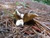 <img100*0:stuff/z/92105/5895/i1293528131_17.jpg>