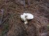 <img100*0:stuff/z/92105/5895/i1293528131_18.jpg>