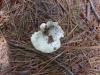 <img100*0:stuff/z/92105/5895/i1293528131_19.jpg>